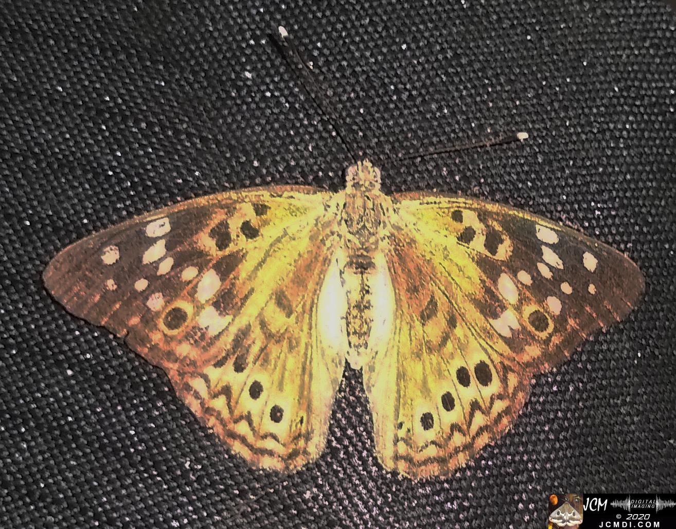 20200630 TN Emperor butterfly on BBQ cover